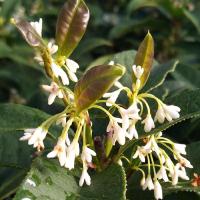 [桂花][送生根粉1袋]桂花树苗 桂花树盆栽地栽苗四季桂丹桂金桂沉香桂 桂花苗绿植盆景盆栽植物绿植花卉植物盆栽庭院栽种