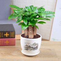 财树室内花卉盆景植物财树盆栽摇钱树花苗客厅财树绿植盆栽