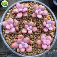 金软麦饭石颗粒土营养土多肉植物铺面石拌土专用多肉土陶粒种植