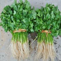 散装出售蔬菜种子 香菜种子 香菜 老芫荽种子四季播种 易种邮