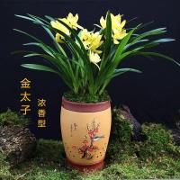 浓香型兰花苗大花蕙兰墨兰建兰花卉盆栽绿植室内植物盆景兰花盆栽