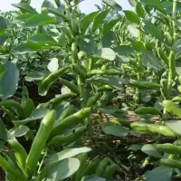 [蚕豆种子]春秋冬种植籽种秋冬蔬菜大蚕豆种子胡豆种子耐寒蔬菜