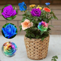 [含盆含土买二送一]七彩玫瑰花苗盆栽植物花卉四季蔷薇月季花苗