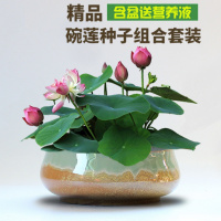 [30粒开口碗莲含盆送营养液]碗莲种子套装四季可养荷花种子养