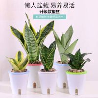 虎皮兰盆栽绿植盆栽大金边虎尾兰植物室内美观绿植办公室花卉盆景