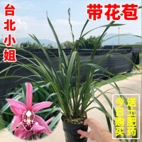 兰花苗 大凤素 建兰四季兰浓香型兰花夏季带花苞绿植物花卉盆栽