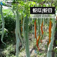 蛇豆种子蛇瓜种子 蛇形长豆角 夏播种子地栽蔬菜种子四季播口感好