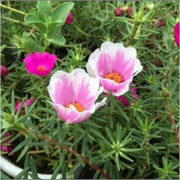 太阳花种子套餐混色松叶牡丹种子[2万粒+2肥]阳台盆栽花种籽