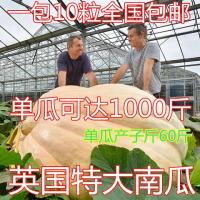 英国大南瓜巨型南瓜太空南瓜种大田蔬菜瓜果春四季播蔬菜种子