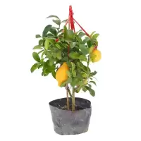 四季香柠檬苗树盆栽阳台室内植物开花卉种植结果南北方果树苗