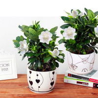 栀子花绿植盆栽观花卉绿箩养花苗室内绿萝培植物驱蚊