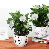 栀子花绿植盆栽观花卉绿箩养花苗室内绿萝培植物驱蚊