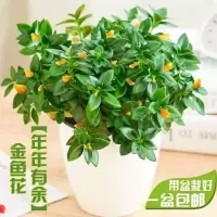 【带盆栽好】金鱼花兰花盆栽金鱼兰花苗室内绿植花卉四季常青