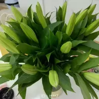 香百合新鲜花养花鲜花直批云南昆明基地直花束批邮10朵