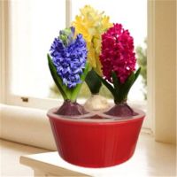 风信子种球玻璃瓶培套装四季培花卉植物种子室内盆栽养花