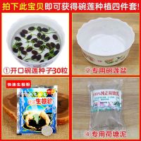 碗莲种子已开口四季生睡莲花荷花种子盆栽养培绿植物室内花卉