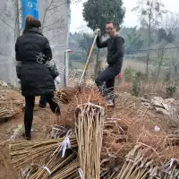 脱骨李子苗空心李嫁接苗蜂糖李树苗晚熟汶川青脆李子树苗脆红李苗