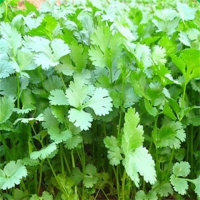 四季播蔬菜种子套餐小葱香菜波菜上海青菜阳台种菜