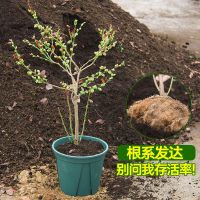 蓝莓树苗蓝莓苗盆栽果树苗花卉绿植盆栽四季开花室内植物花卉植物