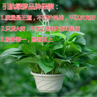 绿萝盆栽室内植物吸甲醛长藤培大绿萝苗绿植兰花卉办公室净化
