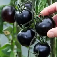 买2送1 黑番茄种子 黑珍珠 西红柿小番茄圣女果 庭院阳台四季可种