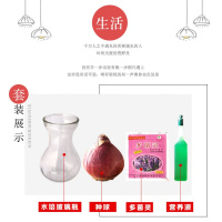 荷兰进口风信子种球培套装室内养花卉盆栽四季易活花种子土培