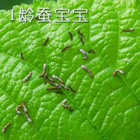 蚕宝宝卵套装金丝蚕卵七彩白蚕小蚕宠物学生养蚕送新鲜嫩桑叶