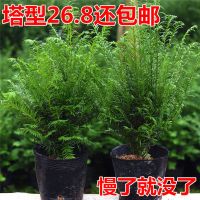 正宗南方红豆杉盆景会结果室内植物好养绿化家居盆栽树苗净化空气