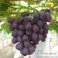 葡萄树苗盆栽地栽结果爆满苗送生根粉复合肥成活