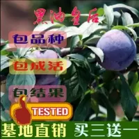果树苗种中华黑桃王黑桃皇后树苗 特大单果重达2斤10月熟邮