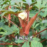 [4袋秋葵种子]秋葵种子 红秋葵种子 补肾果 补肾菜种子 特色菜保健养生菜