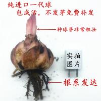 进口带芽香百合种球四季绿植盆栽花卉种子室内外阳台花苗大种球