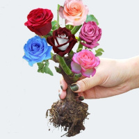 成活 七彩玫瑰花苗盆栽植物花卉蓝色妖姬四季开花蔷薇月季花苗