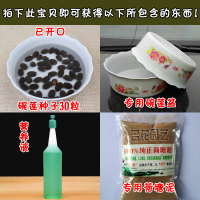 33粒碗莲种子+盆+营养液+荷塘泥碗莲种子培生植物荷花睡莲花