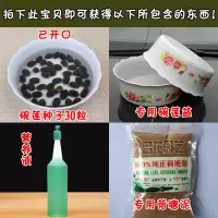 33粒碗莲种子+盆+营养液+荷塘泥碗莲种子培生植物荷花睡莲花