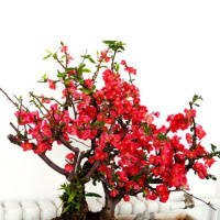[买一送一]海棠花盆栽四季海棠花日本海棠盆景树桩室内绿植花卉