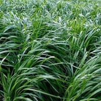 冬牧多年生黑麦种子秋播耐寒高产牧种子 猪牛羊兔鸡鹅鱼籽