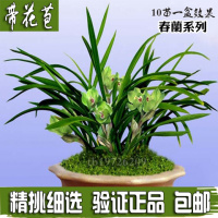 [春兰后一件10苗]四季兰花苗春兰蕙兰室内花卉绿植盆栽浓香型