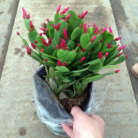 [蟹爪兰花混色套装]蟹爪兰混色带盆栽好室内花绿植物盆栽盆景