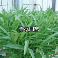 【小叶空心菜种子4袋】原厂大 每袋100粒大叶空心菜 有机蔬菜