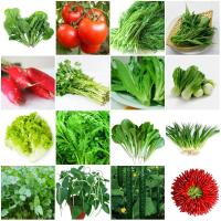 20种蔬菜种子套餐四季易种阳台庭院香菜小葱菜种子秋葵豆角菠菜