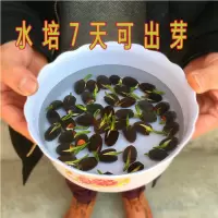 买二送一四季莲花种子培植物荷花睡莲碗莲种子套餐生植物花卉