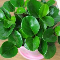 豆瓣绿青叶碧玉绿植小盆栽净化空气办公室电脑防辐射观叶植物