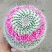 [多款带刺开花仙人球]仙人掌科多肉植物玉翁绯花玉万重山小盆栽