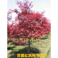 红枫树苗中国红枫小苗日本红枫树红枫苗美国红枫苗四季红叶枫树苗