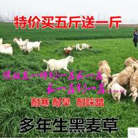多年生黑麦四季牧种子冬牧70种子高产耐寒牛羊兔鸡鹅鱼吃籽