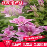 [买一送4]铁线莲种根 盆栽进口铁线莲花苗庭院植物爬藤攀援花卉