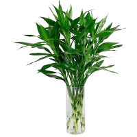 富贵竹转运竹开运竹观音竹 室内盆栽绿植培植物