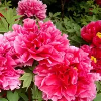 [买三送一]牡丹花苗牡丹盆栽苗庭院花卉绿植洛阳菏泽牡丹苗