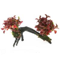 单头双头三头红玫瑰沉木淡真植物鱼缸造景装饰无需底沙